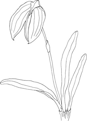 Masdevallia Coccinea Orchid Coloring Page